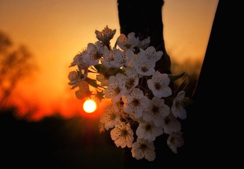 White Blossoms on Branch — Orange