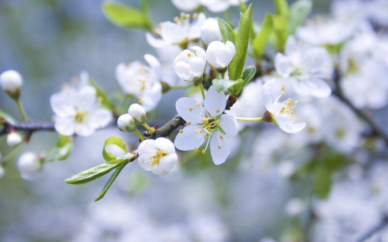 White Blossoms on Branch — Photograph, Flowers