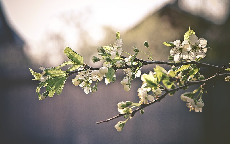 White Blossoms on Branch — Photograph, Leaves