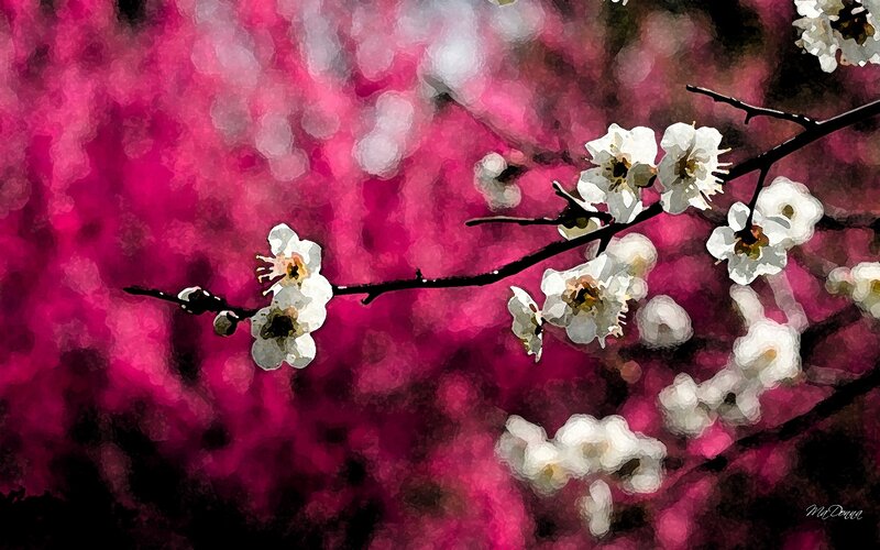 White Blossoms on Branch — Pink, Dramatic