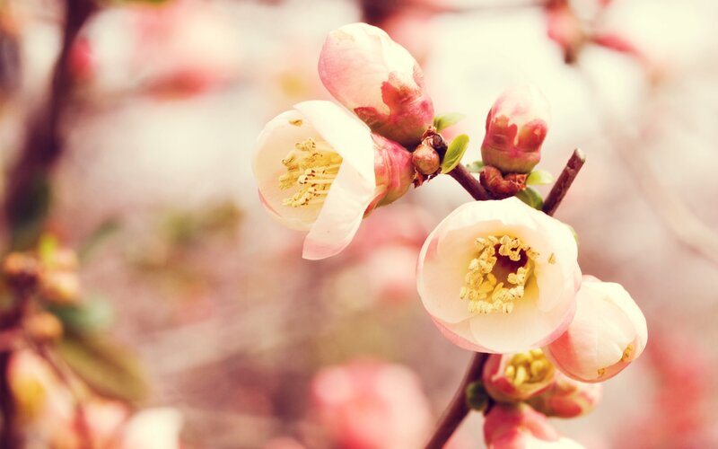 White Blossoms on Branch — Pink, Serene, Spring, Photograph