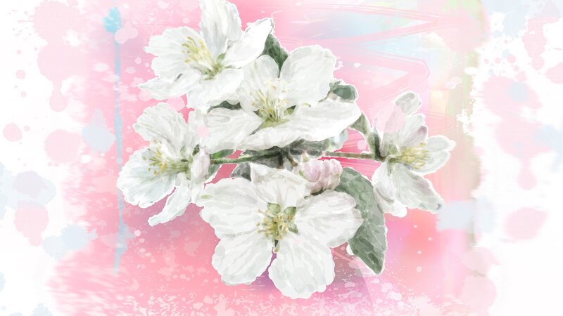 White Blossoms on Branch — Pink, Serene, Spring