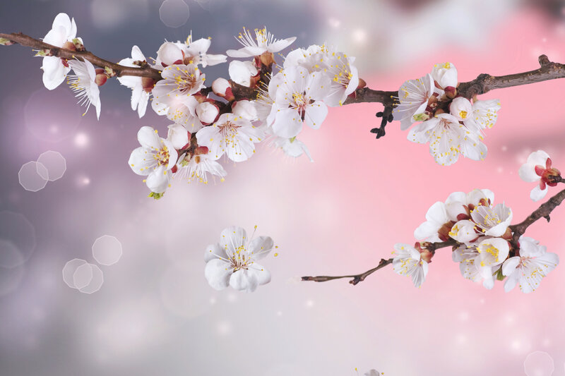 White Blossoms on Branch — Pink, Serene