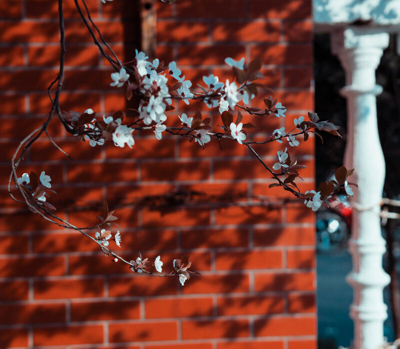White Blossoms on Branch — Red