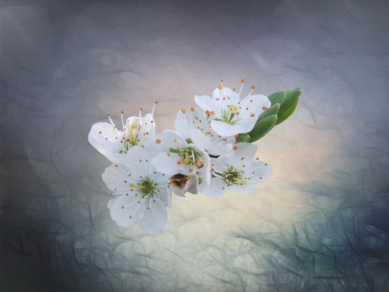 White Blossoms on Branch — Serene, Photograph