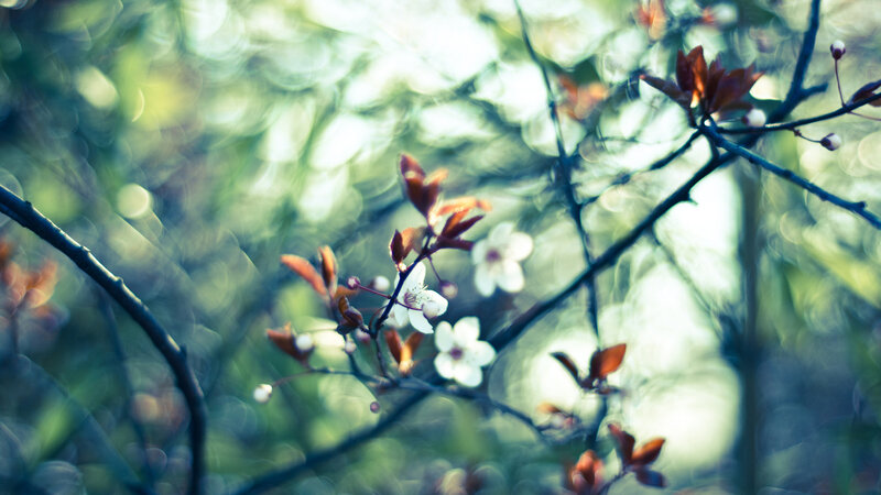 White Blossoms on Branch — Serene, Spring, Photograph, Blossom, Leaf