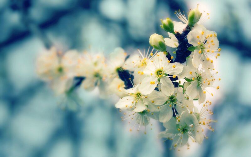 White Blossoms on Branch — Serene, Spring, Photograph, Bud