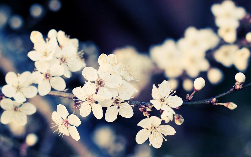 White Blossoms on Branch — Serene, Spring, Photograph, Buds, Blue