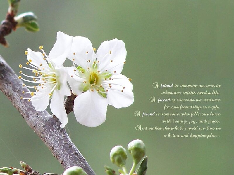White Blossoms on Branch — Serene, Spring, Photograph, Buds, Green