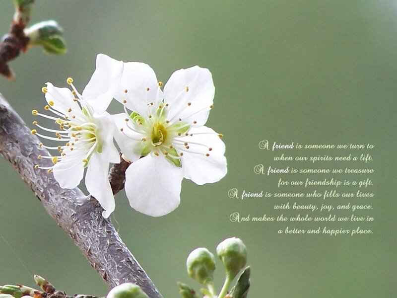 White Blossoms on Branch — Serene, Spring, Photograph, Buds, Text
