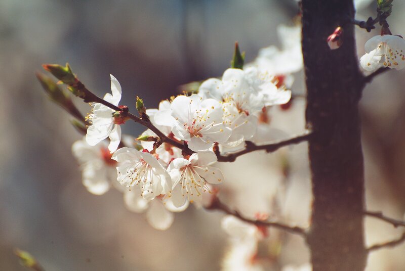White Blossoms on Branch — Serene, Spring, Photograph, Buds, Tree Trunk