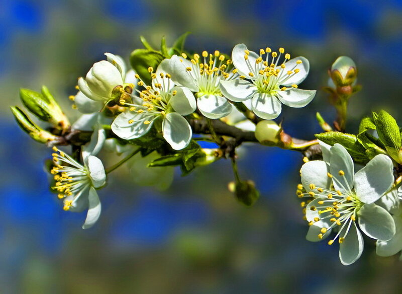 White Blossoms on Branch — Serene, Spring, Photograph, Flowers, Buds, Leaves