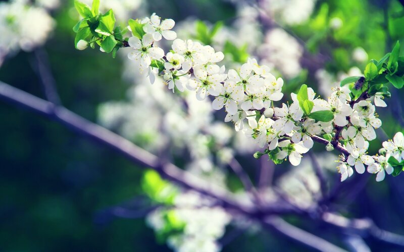 White Blossoms on Branch — Serene, Spring, Photograph, Flowers, Leaves, Bee