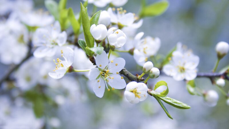 White Blossoms on Branch — Serene, Spring, Photograph, Flowers, Leaves, Buds