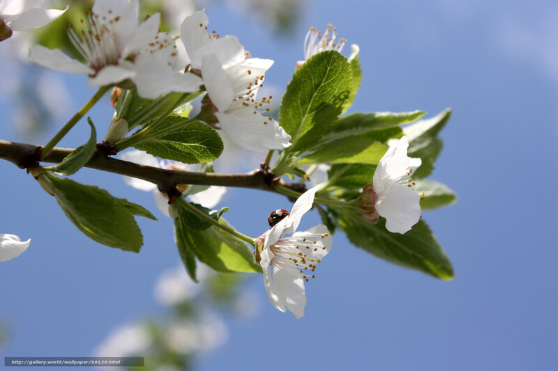 White Blossoms on Branch — Serene, Spring, Photograph, Flowers, Leaves, Ladybug