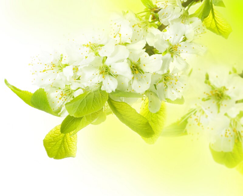 White Blossoms on Branch — Serene, Spring, Photograph, Flowers, Leaves, Light