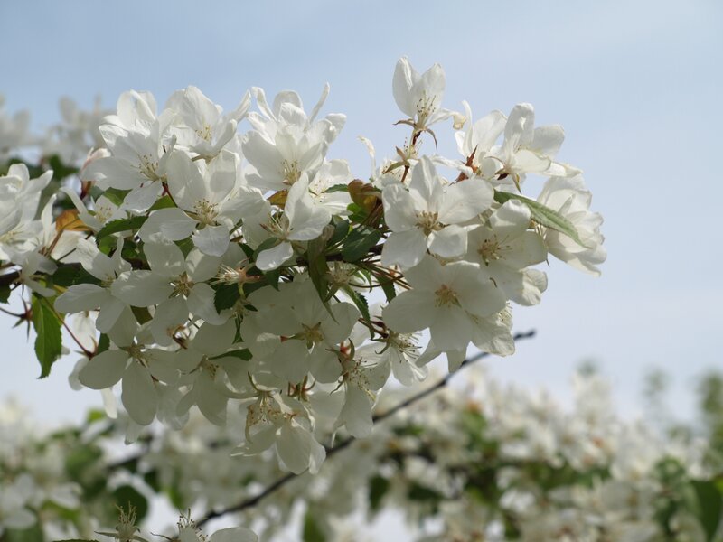 White Blossoms on Branch — Serene, Spring, Photograph, Flowers, Leaves, Sky