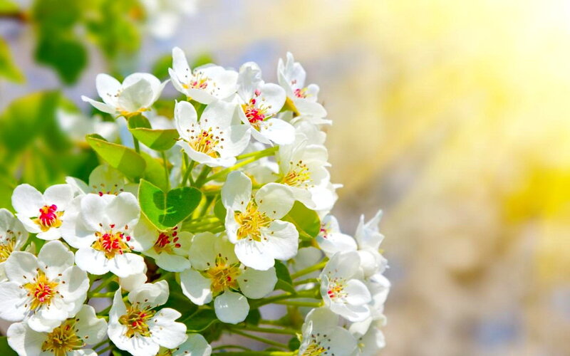 White Blossoms on Branch — Serene, Spring, Photograph, Flowers, Leaves, Sunlight