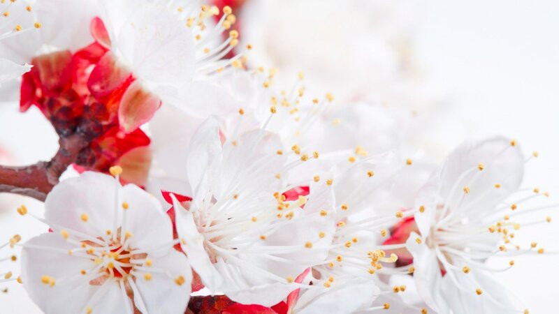 White Blossoms on Branch — Serene, Spring, Photograph, Flowers, Stamen