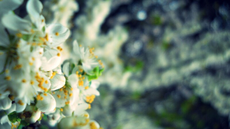 White Blossoms on Branch — Serene, Spring, Photograph, Flowers, Stamen, Yellow