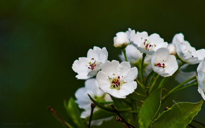 White Blossoms on Branch — Serene, Spring, Photograph, Flowers