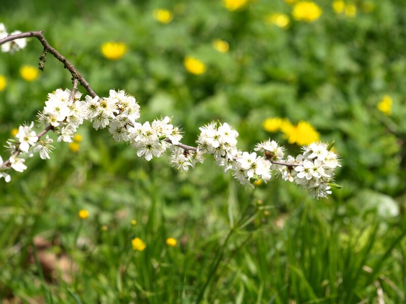 White Blossoms on Branch — Serene, Spring, Photograph, Green Grass