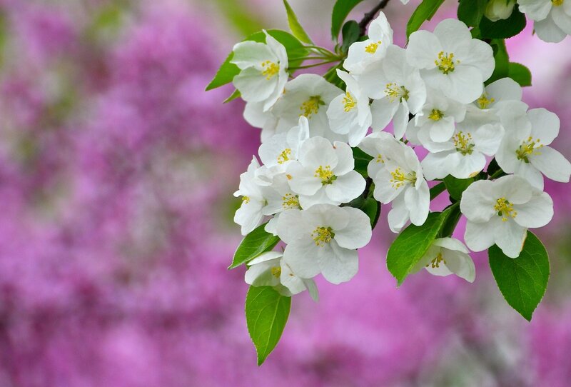 White Blossoms on Branch — Serene, Spring, Photograph, Green Leaves, Pink Background