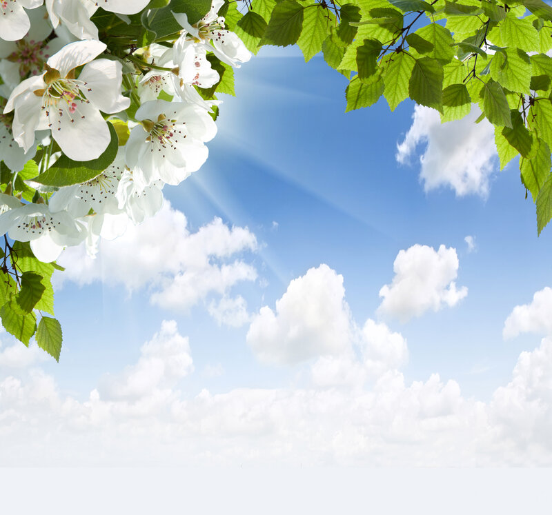 White Blossoms on Branch — Serene, Spring, Photograph, Green Leaves