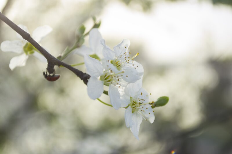 White Blossoms on Branch — Serene, Spring, Photograph, Ladybug, Blossom