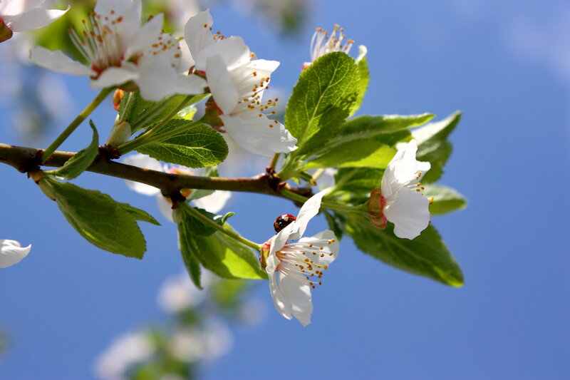 White Blossoms on Branch — Serene, Spring, Photograph, Ladybug