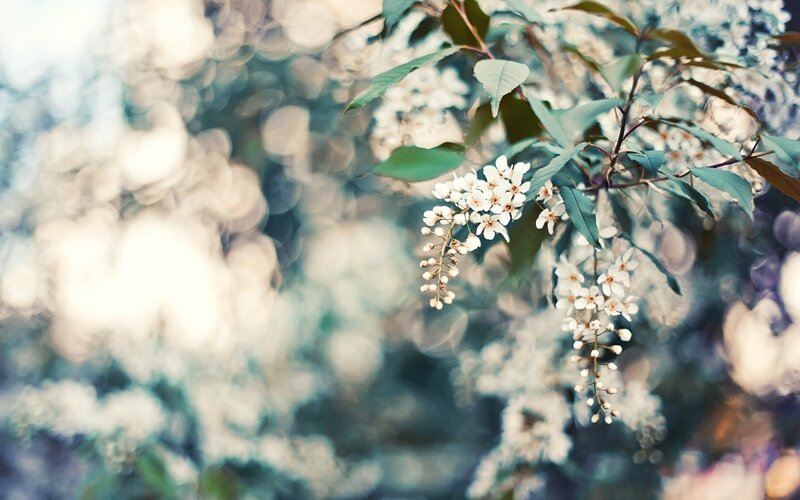 White Blossoms on Branch — Serene, Spring, Photograph, Leaves, Flowers, Bokeh
