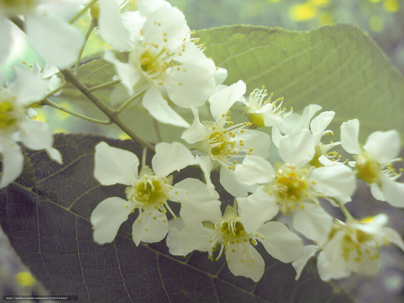 White Blossoms on Branch — Serene, Spring, Photograph, Leaves, Flowers, Stems