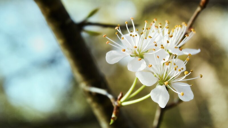 White Blossoms on Branch — Serene, Spring, Photograph, Petals, Stamen