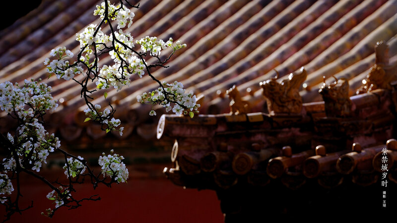 White Blossoms on Branch — Serene, Spring, Photograph, Roof Tiles