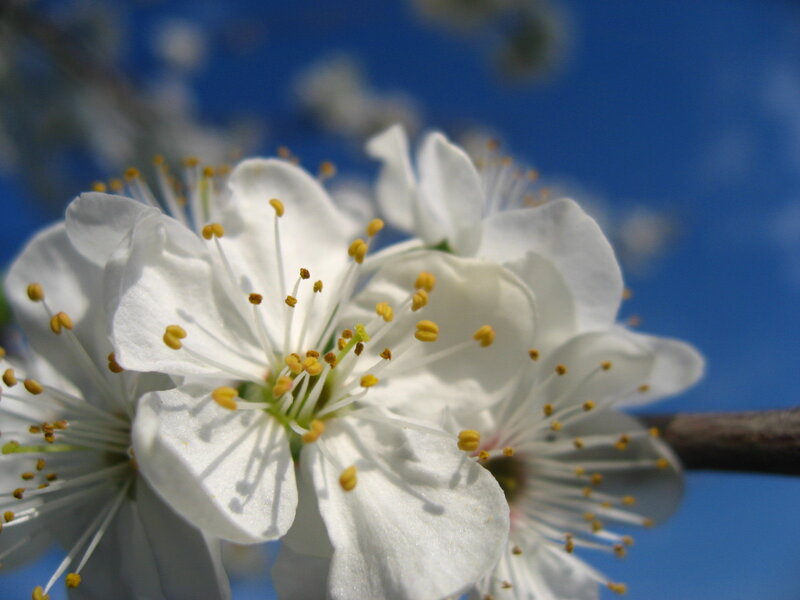 White Blossoms on Branch — Serene, Spring, Photograph, Sky, Blue, Yellow