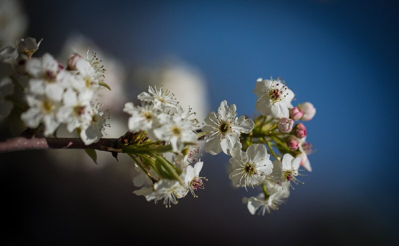 White Blossoms on Branch — Serene, Spring, Photograph, Sky