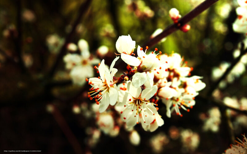 White Blossoms on Branch — Serene, Spring, Photograph, Stamen