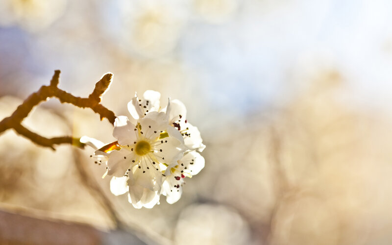 White Blossoms on Branch — Serene, Spring, Photograph, Sunlight