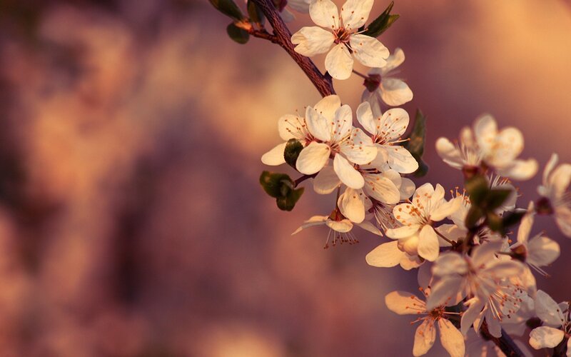 White Blossoms on Branch — Serene, Spring, Photograph