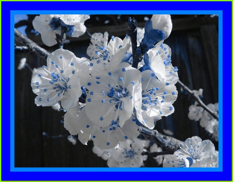 White Blossoms on Branch — Serene, Spring, Photograph, Wooden Fence