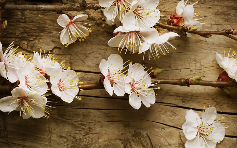 White Blossoms on Branch — Serene, Spring, Photograph, Wooden Surface, Flower Buds