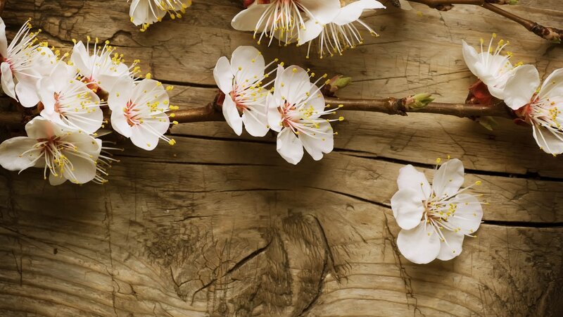 White Blossoms on Branch — Serene, Spring, Photograph, Wooden Surface, Flower Petals