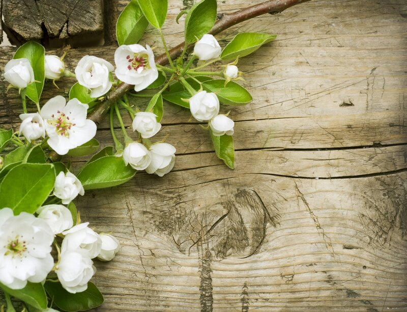 White Blossoms on Branch — Serene, Spring, Photograph, Wooden Surface, Leaves