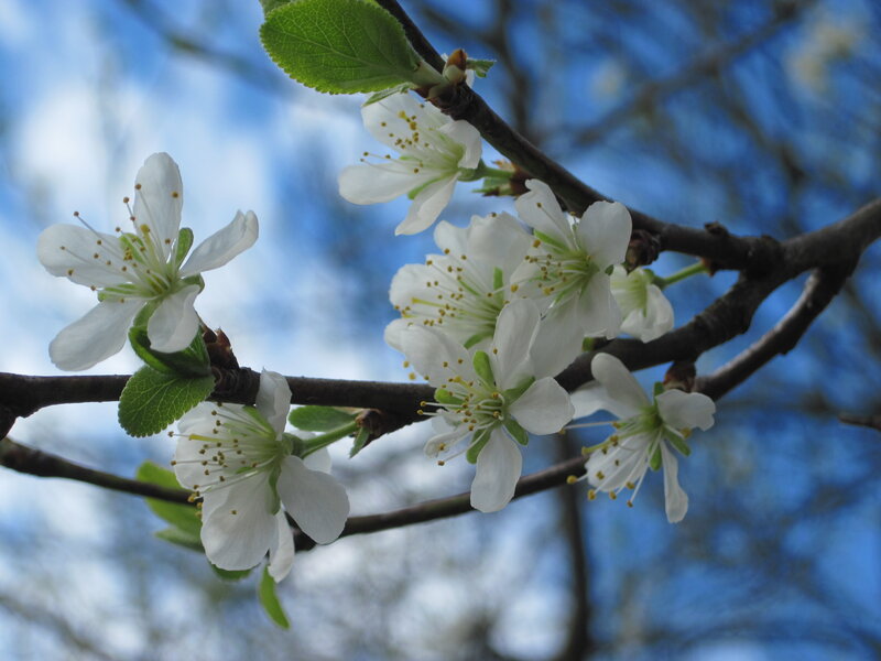 White Blossoms on Branch — Serene, Spring