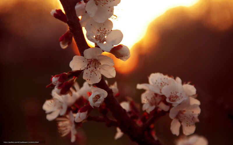 White Blossoms on Branch — Serene, Sunset, Photograph, Sun