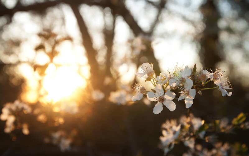 White Blossoms on Branch — Serene, Sunset