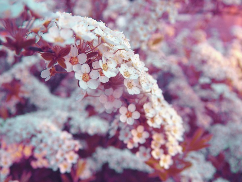 White Blossoms on Branch