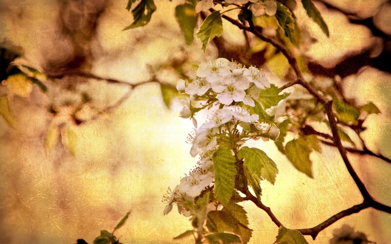 White Blossoms on Branch — Yellow, Serene