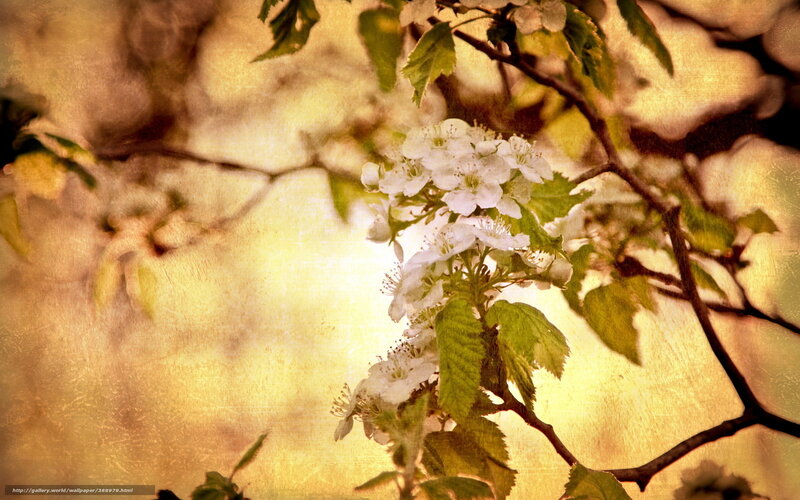 White Blossoms on Branch — Yellow