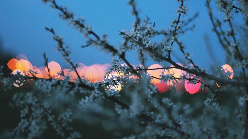 White Blossoms on Branches — Blue, Serene